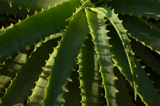 Embracing nature & seasons with FloraSoul